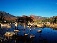 Perfect Stride, Moose